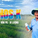 Phân bón PHOS K – Bí quyết phục hồi cây yếu, chống vàng cam hiệu quả Phân bón PHOS K – Bí quyết phục hồi cây yếu, chống vàng cam hiệu quả