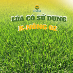 Lúa Tốt Nên Sử Dụng Phân Bón Gì Lúa Tốt Nên Sử Dụng Phân Bón Gì