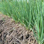 Kỹ thuật trồng hành – Kết hợp Phos K&Na Vi K từ K-NÔNG