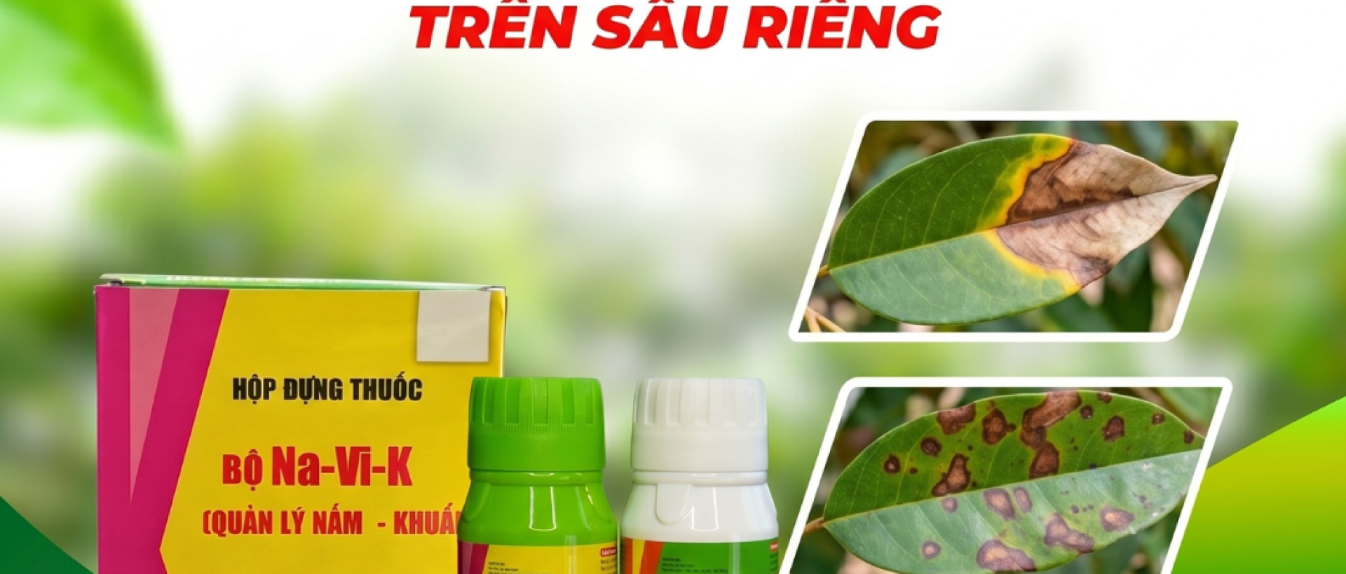 Cháy lá sầu riêng