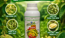 Canxi Bo+: Chống rụng trái non, Tăng đậu trái & Lúa trĩu hạt