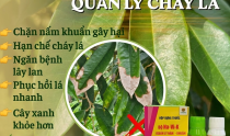 Cháy lá sầu riêng: Nguyên nhân và cách trị dứt điểm với bộ Na-Vi-K