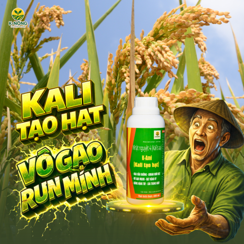 Kali Tạo Hạt - Sáng ruộng nặng bông, chắc hạt nặng ký, vô gạo mạnh