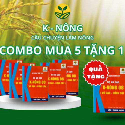 K-NÔNG 08 – NHANH CÔNG, ĐIỀU HẠT