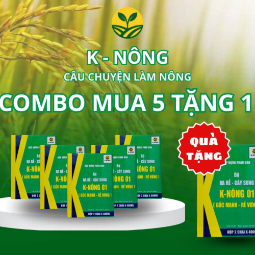 K-NÔNG 01 - GỐC MẠNH, RỄ VỮNG – LÚA KHỎE, NĂNG SUẤT KHÔNG NGỜ