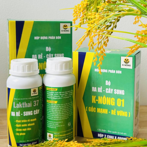 K-NÔNG 01 - GỐC MẠNH, RỄ VỮNG – LÚA KHỎE, NĂNG SUẤT KHÔNG NGỜ
