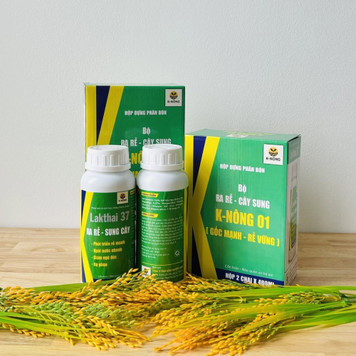 K-NÔNG 01 - GỐC MẠNH, RỄ VỮNG – LÚA KHỎE, NĂNG SUẤT KHÔNG NGỜ