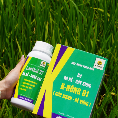K-NÔNG 01 - GỐC MẠNH, RỄ VỮNG – LÚA KHỎE, NĂNG SUẤT KHÔNG NGỜ