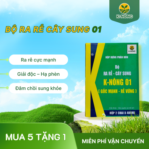 K-NÔNG 01 - GỐC MẠNH, RỄ VỮNG – LÚA KHỎE, NĂNG SUẤT KHÔNG NGỜ