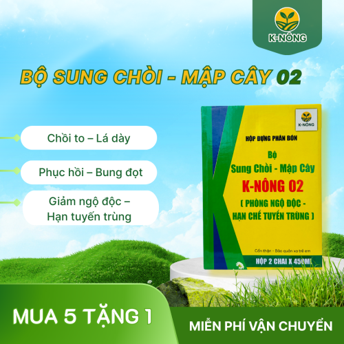 K-NÔNG 02 - SUNG CHỒI, MẬP CÂY, PHỤC HỒI NHANH