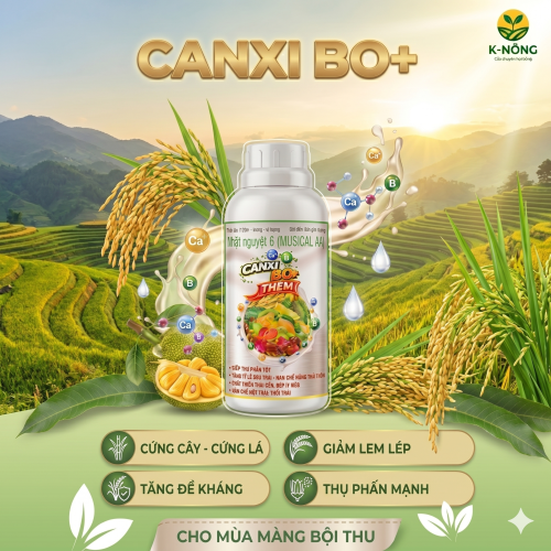 Canxi Bo Cho Lúa Và Cây Ăn Trái : Bí Quyết Chắc Hạt, Đậu Trái, Chống Rụng