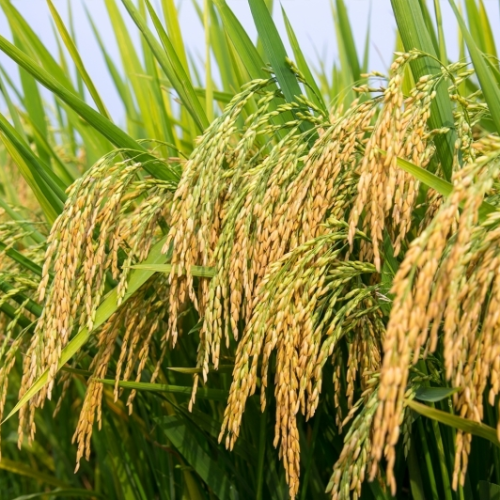 Kali Tạo Hạt - Sáng ruộng nặng bông, chắc hạt nặng ký, vô gạo mạnh