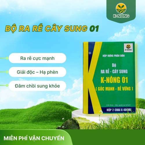 K-NÔNG 01 - GỐC MẠNH, RỄ VỮNG – LÚA KHỎE, NĂNG SUẤT KHÔNG NGỜ