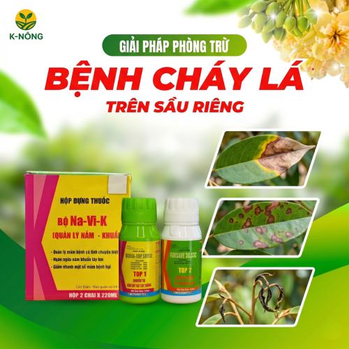 Bộ Navi K – Giải Pháp Đập Tan Bệnh Cháy Lá Sầu Riêng