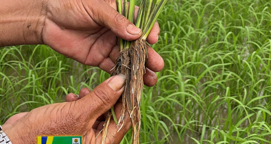 K-Nông 01 giải pháp đầu vụ cho lúa tiết kiệm phân bón-315