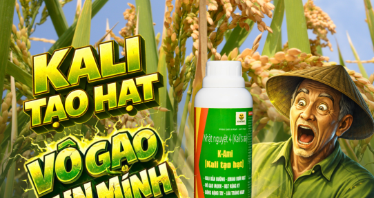 Kali Tạo Hạt Cho Lúa – Giải Pháp Vô Gạo Chắc Hạt, Nặng Ký, Tăng Năng Suất Cuối Vụ