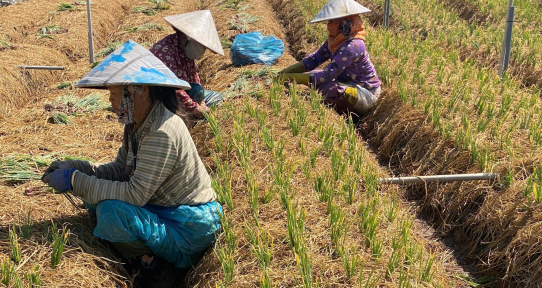 Giá hành lá tăng mạnh sau mưa kéo dài – Nông dân phấn khởi vào vụ mới