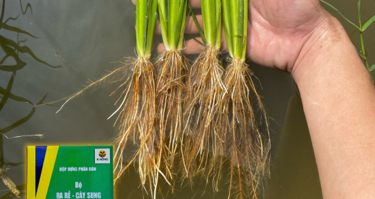 Thuốc Phân Bón K-Nông