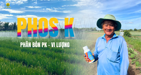 Phân bón PHOS K – Bí quyết phục hồi cây yếu, chống vàng cam hiệu quả