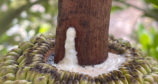 Thối Mầu, nức thân xì mủ trên cây mít và giải pháp