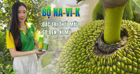 Bí quyết K-NÔNG giúp mít hết thối mầu, xì mủ