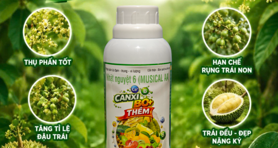 Canxi Bo+: Chống rụng trái non, Tăng đậu trái & Lúa trĩu hạt