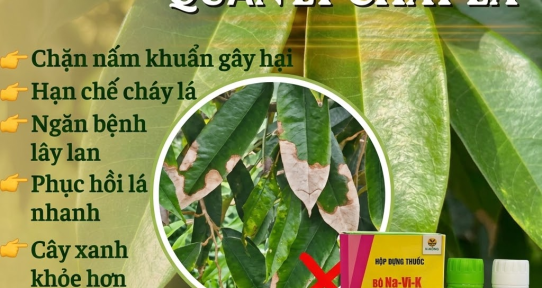 Cháy lá sầu riêng: Nguyên nhân và cách trị dứt điểm với bộ Na-Vi-K