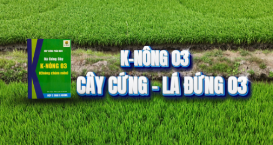 K-Nông 03, bộ Cây Cứng- Lá Đứng 03, Chóng Chùm Mềnh Lợp Lá