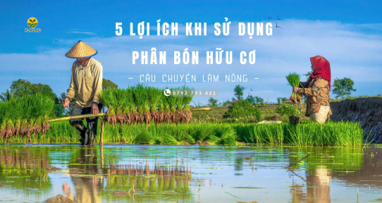 Phân bón lá hữu cơ: 5 lợi ích vượt trội khi thay thế phân hóa học