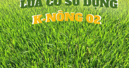Lúa Tốt Nên Sử Dụng Phân Bón Gì