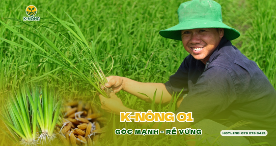 So sánh phân bón hữu cơ và hóa học: Nên chọn loại nào?