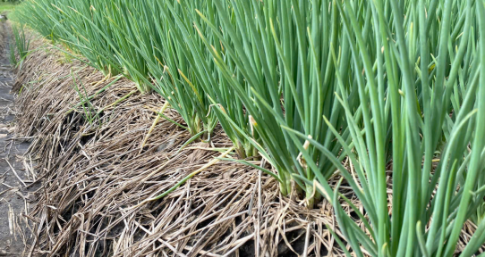 Kỹ thuật trồng hành – Kết hợp Phos K&Na Vi K từ K-NÔNG