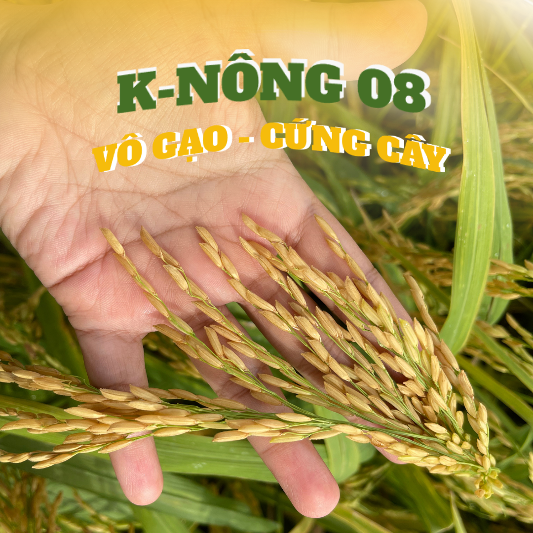 Phân bón lá hữu cơ