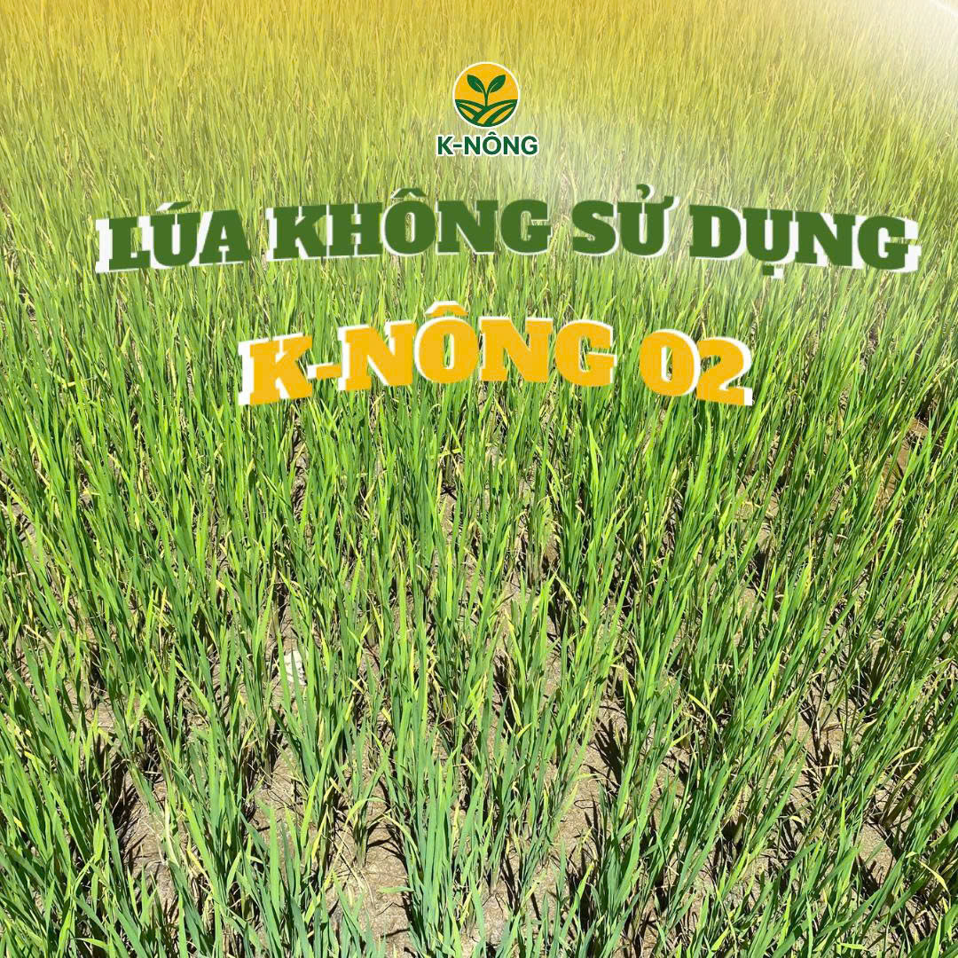 Lúa Tốt Nên Sử Dụng Phân Bón Gì