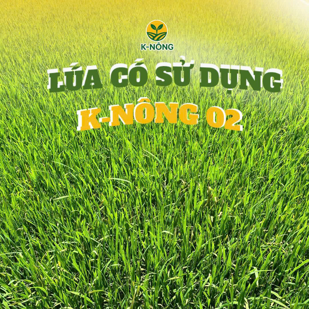Lúa Tốt Nên Sử Dụng Phân Bón Gì