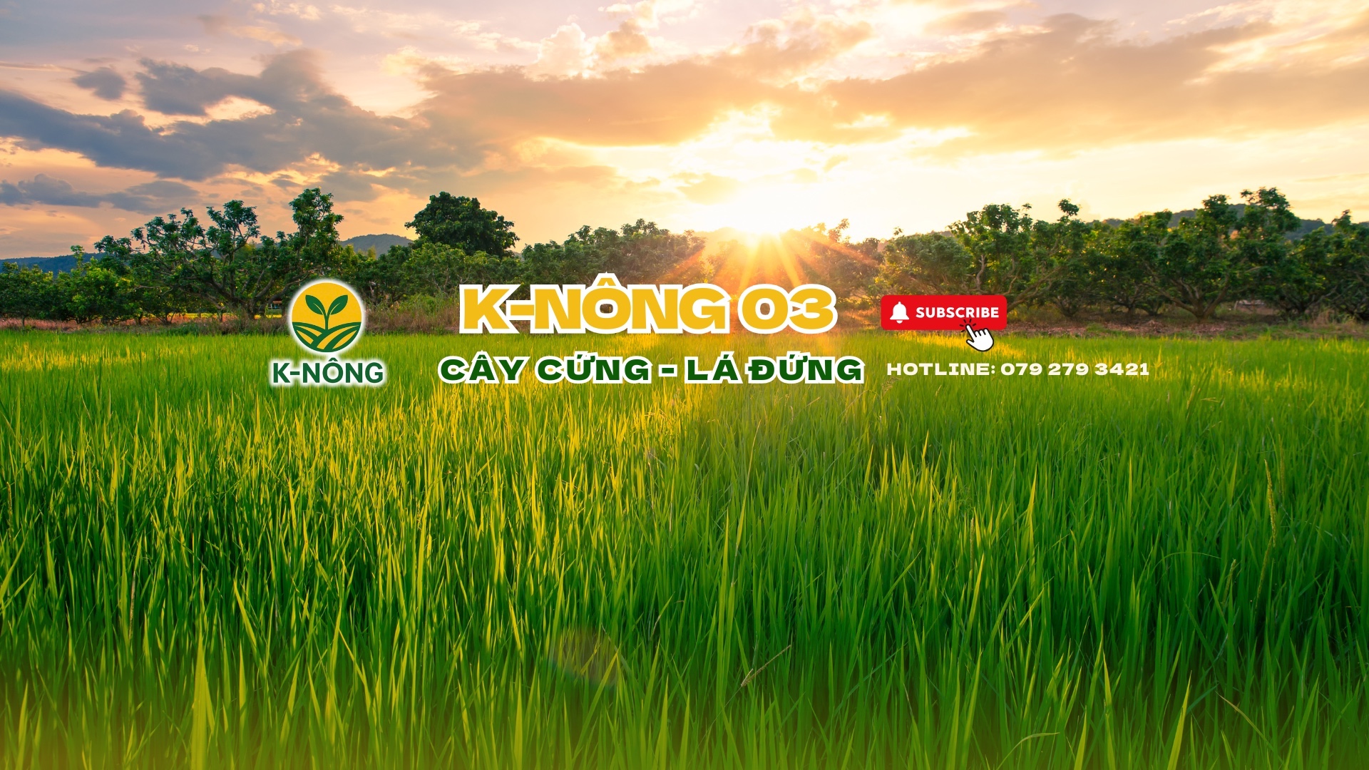 phân bón hữu cơ